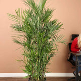 Palmier de Bambus (Chamaedorea seifrizii), 180 cm, planta de interior, purifica aer, intretinere redusa