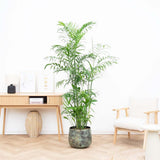 Palmier de Bambus (Chamaedorea seifrizii), 180 cm, planta de interior, purifica aer, intretinere redusa
