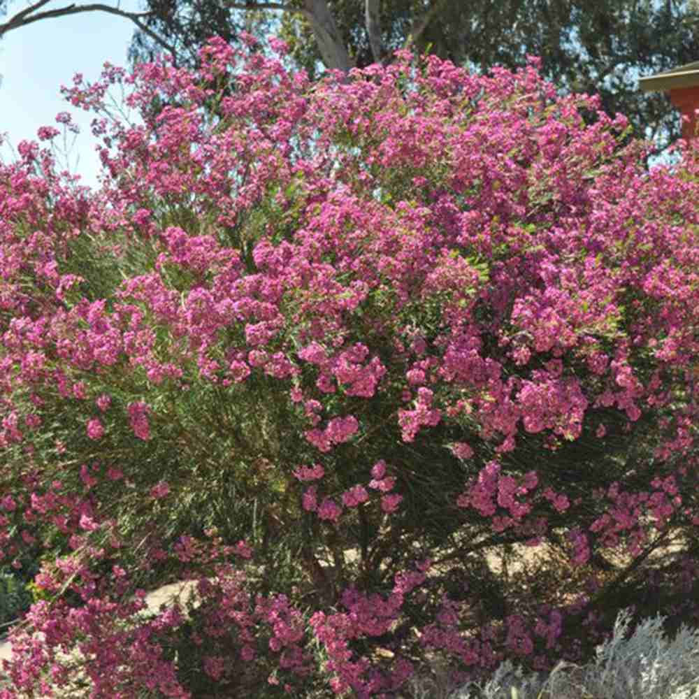 Флора от восък Geraldton (Chamelaucium uncinatum) – вечнозелен храст с ароматни восъчни цветя