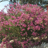 Флора от восък Geraldton (Chamelaucium uncinatum) – вечнозелен храст с ароматни восъчни цветя