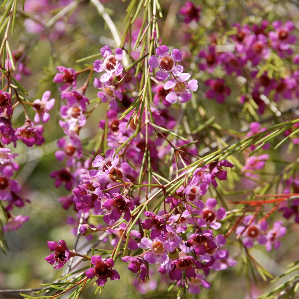 Флора от восък Geraldton (Chamelaucium uncinatum) – вечнозелен храст с ароматни восъчни цветя