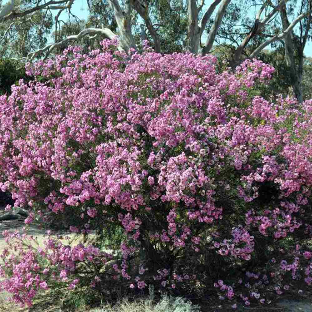 Флора от восък Geraldton (Chamelaucium uncinatum) – вечнозелен храст с ароматни восъчни цветя