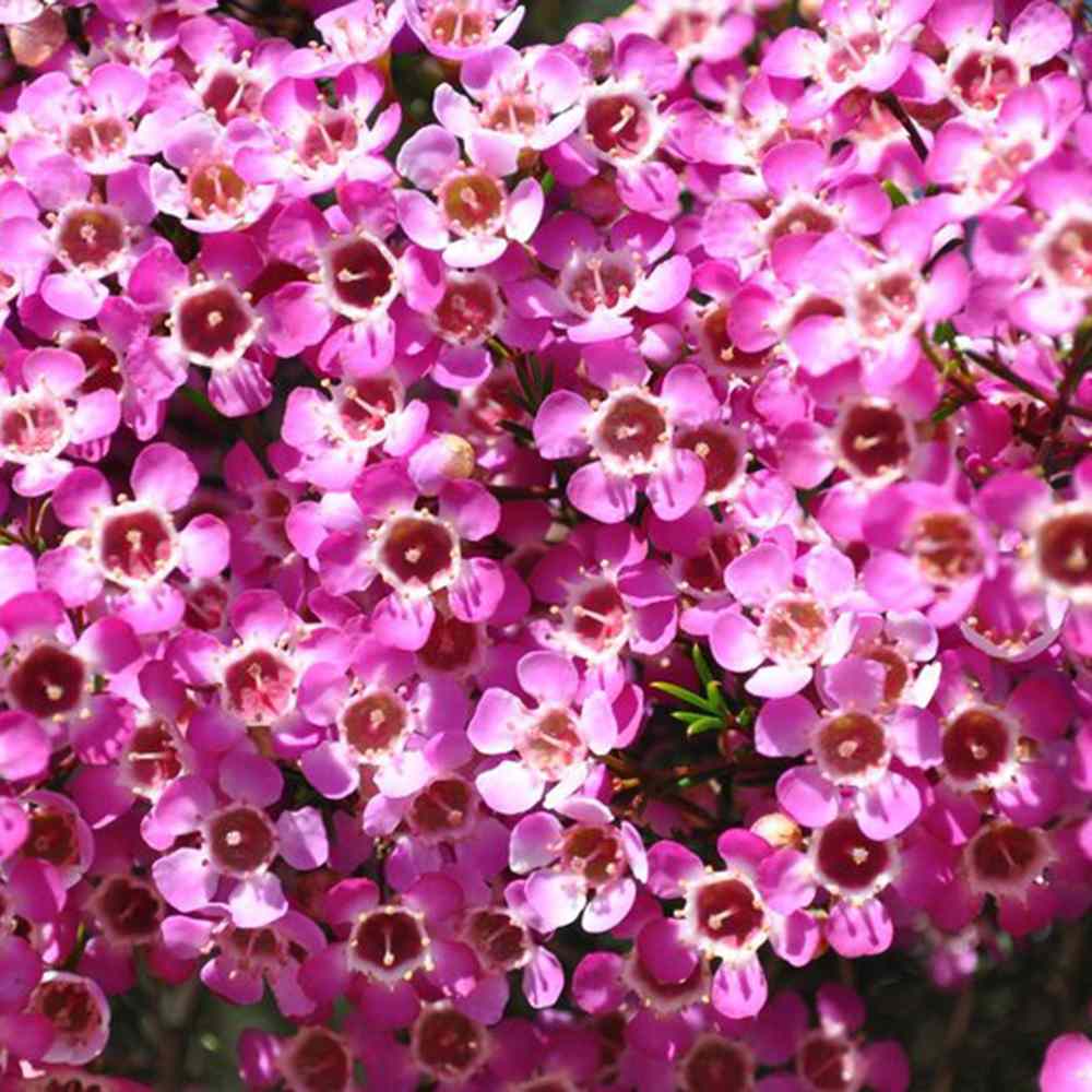 Флора от восък Geraldton (Chamelaucium uncinatum) – вечнозелен храст с ароматни восъчни цветя