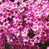 Флора от восък Geraldton (Chamelaucium uncinatum) – вечнозелен храст с ароматни восъчни цветя