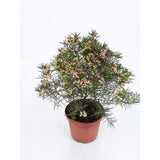 Флора от восък Geraldton (Chamelaucium uncinatum) – вечнозелен храст с ароматни восъчни цветя