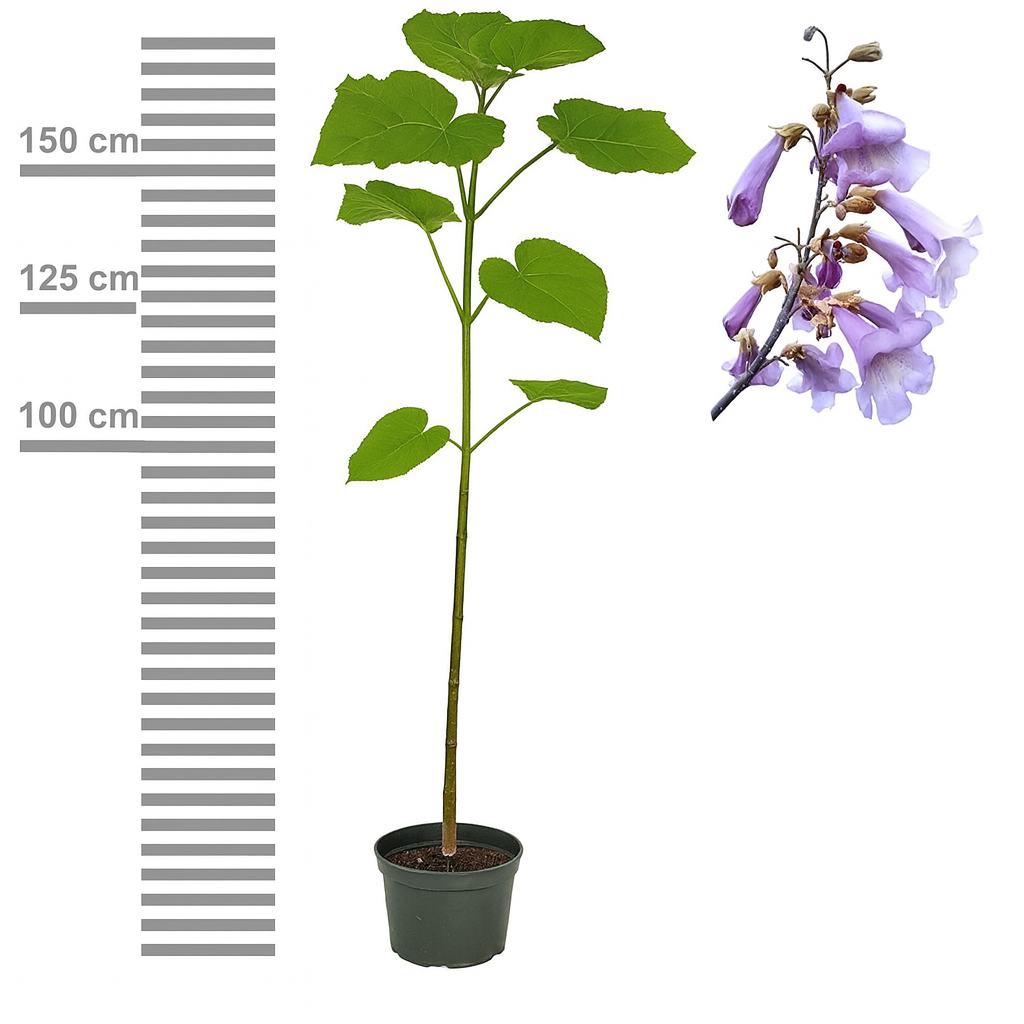 Дърво на принцесата – Paulownia Tomentosa, с лилаво-малинови цветове