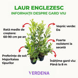 Laur Englezesc Herbergii, vesnic verde, gard viu rapid, rezistent la boli, frig si caldura, inflorire decorativa
