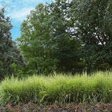 Iarba Elefantului (Miscanthus Sinensis) Strictus, iarba ornamentala cu frunzis dungat si spice roz-argintii, crestere rapida