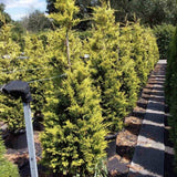 Chiparos Leylandii Gold Rider, conifer decorativ auriu, crestere rapida, gard viu rezistent