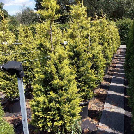 Chiparos Leylandii Gold Rider, conifer decorativ auriu, crestere rapida, gard viu rezistent