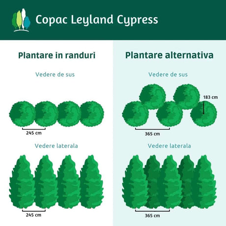Chiparos Leylandii,  gard viu rapid vesnic verde, crestere rapida, conifer foare rezistent la boli