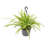 Паяжинно растение (Chlorophytum comosum) Variegatum, 40 см – дълги дъговидни листа в зелено и бяло