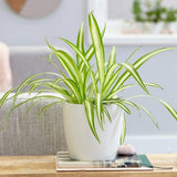 Паяжинно растение (Chlorophytum comosum) Variegatum, 40 см – дълги дъговидни листа в зелено и бяло