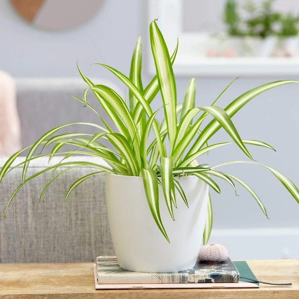 Паяжинно растение (Chlorophytum comosum) Variegatum, 40 см – дълги дъговидни листа в зелено и бяло