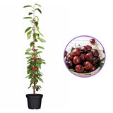 Cires Columnar (Prunus Avium) Sylvia, cu fructe dulci rosii-inchis, an 2 pe rod