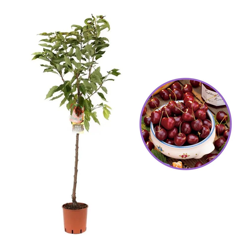 Череша (Prunus avium) Bigarreau Napoleon, със сладко-кисели жълто-червени плодове, на плод от 2-та година