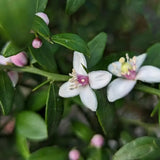 Кавиарен лимон (Citrus australasica), с екзотични плодове с перлена месеста част като хайвер, вечнозелено растение, подходящо за саксия и тераса, 40-50 см