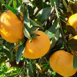 Mandarin (Citrus Reticulata), cu fructe portocalii dulci intens, an 2 pe rod