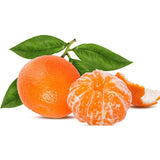 Mandarin (Citrus Reticulata), cu fructe portocalii dulci intens, an 2 pe rod