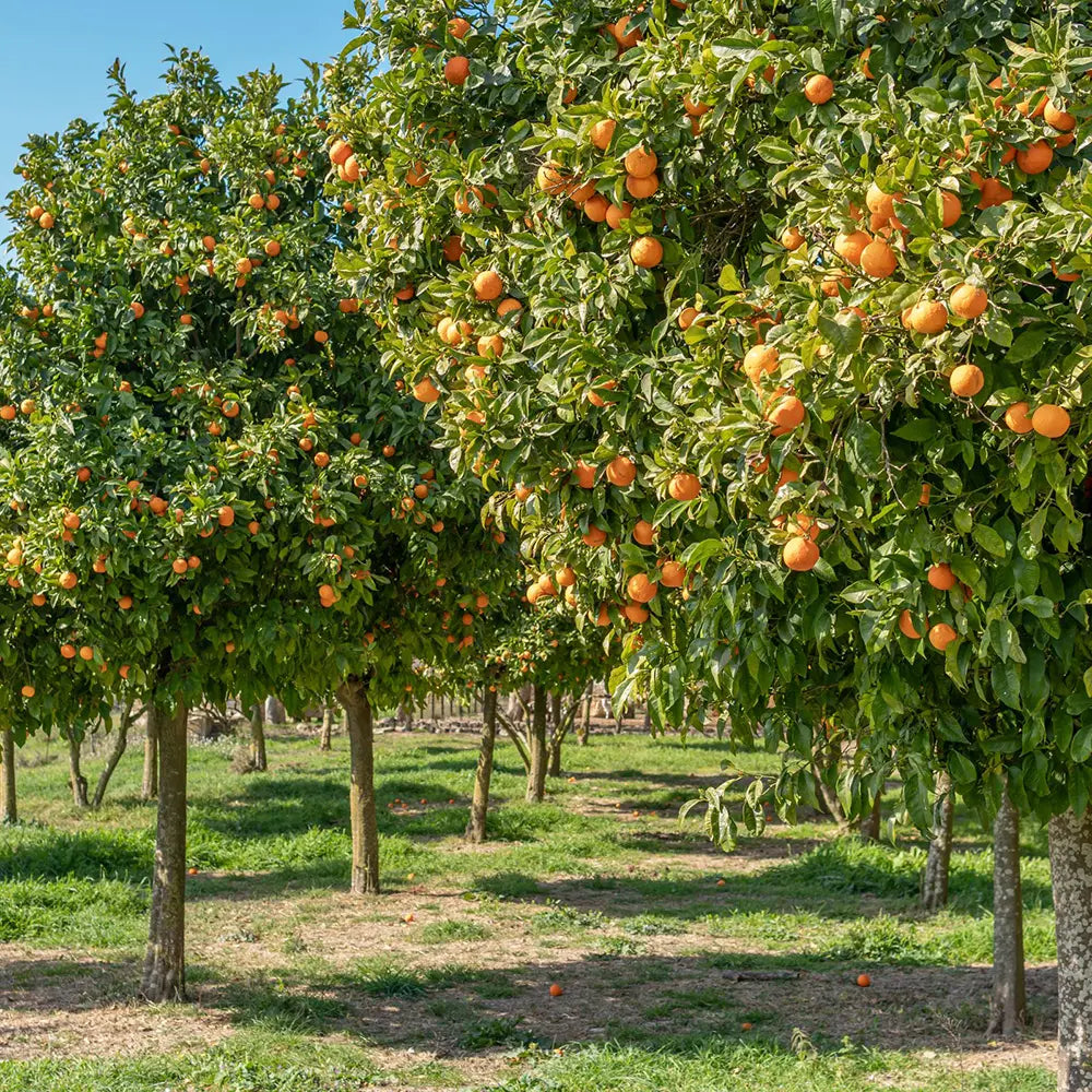 Mandarin (Citrus Reticulata), cu fructe portocalii dulci intens, an 2 pe rod