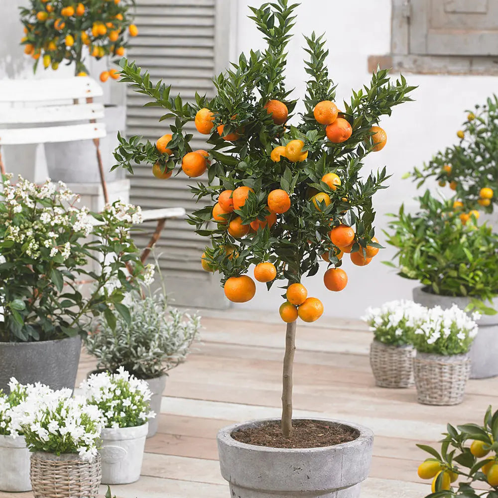 Mandarin (Citrus Reticulata), cu fructe portocalii dulci intens, an 2 pe rod