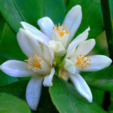 Mandarin (Citrus Reticulata), cu fructe portocalii dulci intens, an 2 pe rod