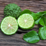 Кафир лайм (Citrus hystrix), с ароматни листа и зелени плодове, подходящ за саксия и тераса, плододава от 2-та година, 60-80 см