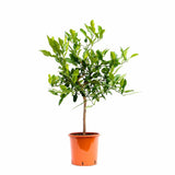 Кафир лайм (Citrus hystrix), с ароматни листа и зелени плодове, подходящ за саксия и тераса, плододава от 2-та година, 60-80 см