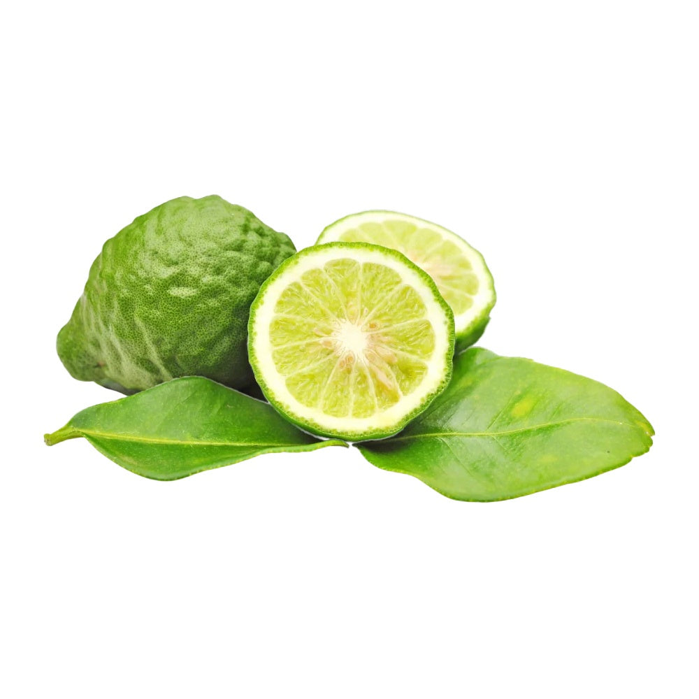 Кафир лайм (Citrus hystrix), с ароматни листа и зелени плодове, подходящ за саксия и тераса, плододава от 2-та година, 60-80 см