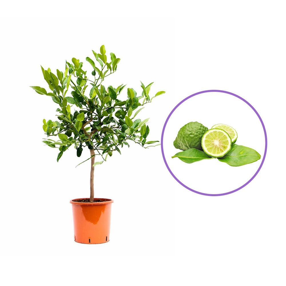 Кафир лайм (Citrus hystrix), с ароматни листа и зелени плодове, подходящ за саксия и тераса, плододава от 2-та година, 60-80 см