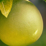 Pomelo (Citrus Maxima), cu fructe galben-verzui dulci, an 2 pe rod