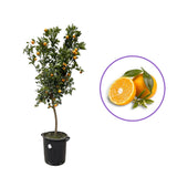 Portocal Biondo (Citrus sinensis), cu fructe dulci aromate, an 2 pe rod