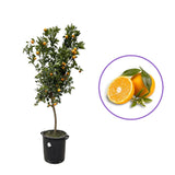 Портокал Biondo (Citrus sinensis), с ароматни сладки плодове, плододава от 2-та година