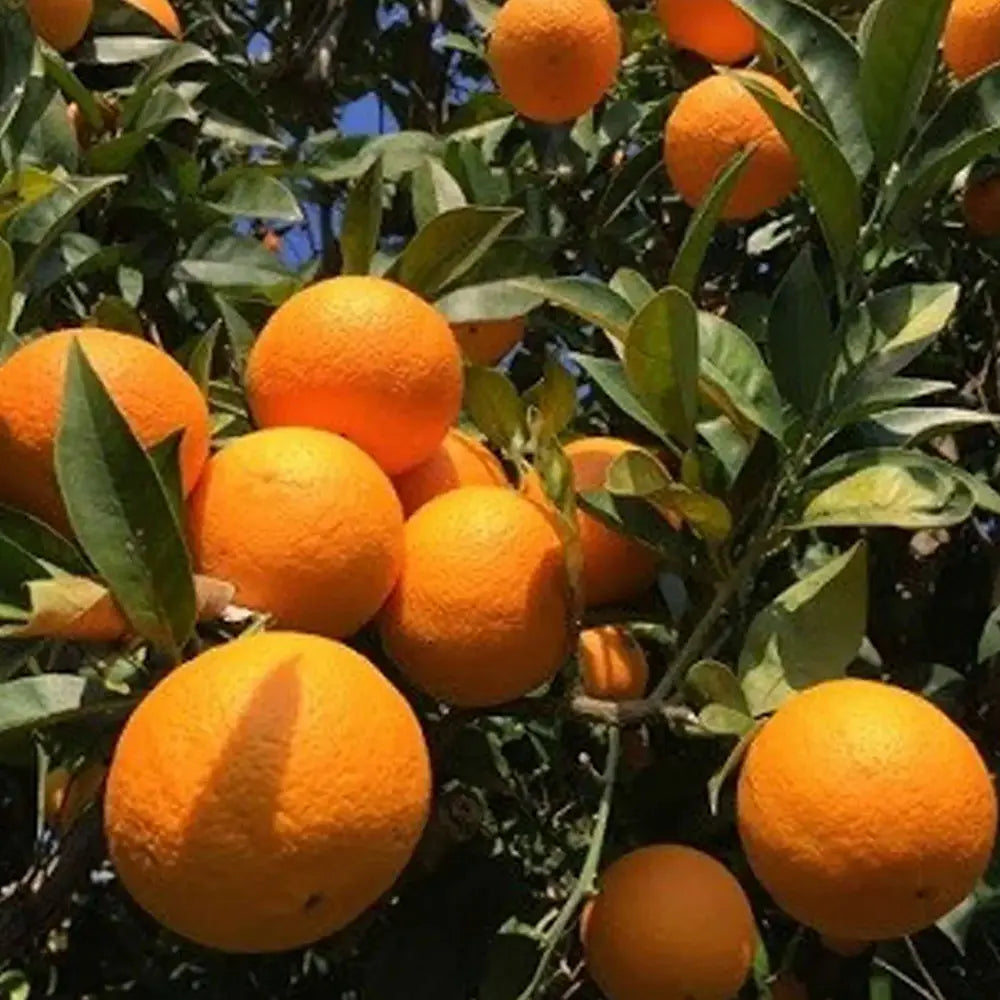 Портокал Biondo (Citrus sinensis), с ароматни сладки плодове, плододава от 2-та година