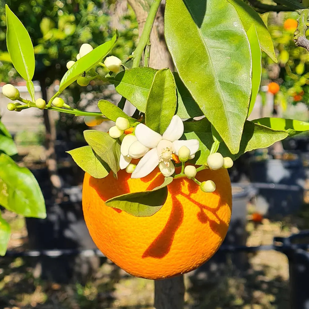Портокал Biondo (Citrus sinensis), с ароматни сладки плодове, плододава от 2-та година