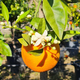 Портокал Biondo (Citrus sinensis), с ароматни сладки плодове, плододава от 2-та година
