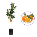 Portocal Lane Late (Citrus sinensis), cu fructe dulci mari portocalii, an 2 pe rod