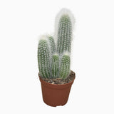 Cactusul Silver Torch (Cleistocactus Straussii), tulpina eleganta cu tepi albi, rezistent