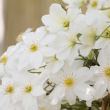Clematis Avalanche, cu Flori Albe Cataratoare