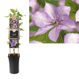 Clematis (Clematita) Margaret Hunt, planta cataratoare cu flori duble spectaculoase roz lavanda cu nuante argintii elegante, inflorire abundenta vara