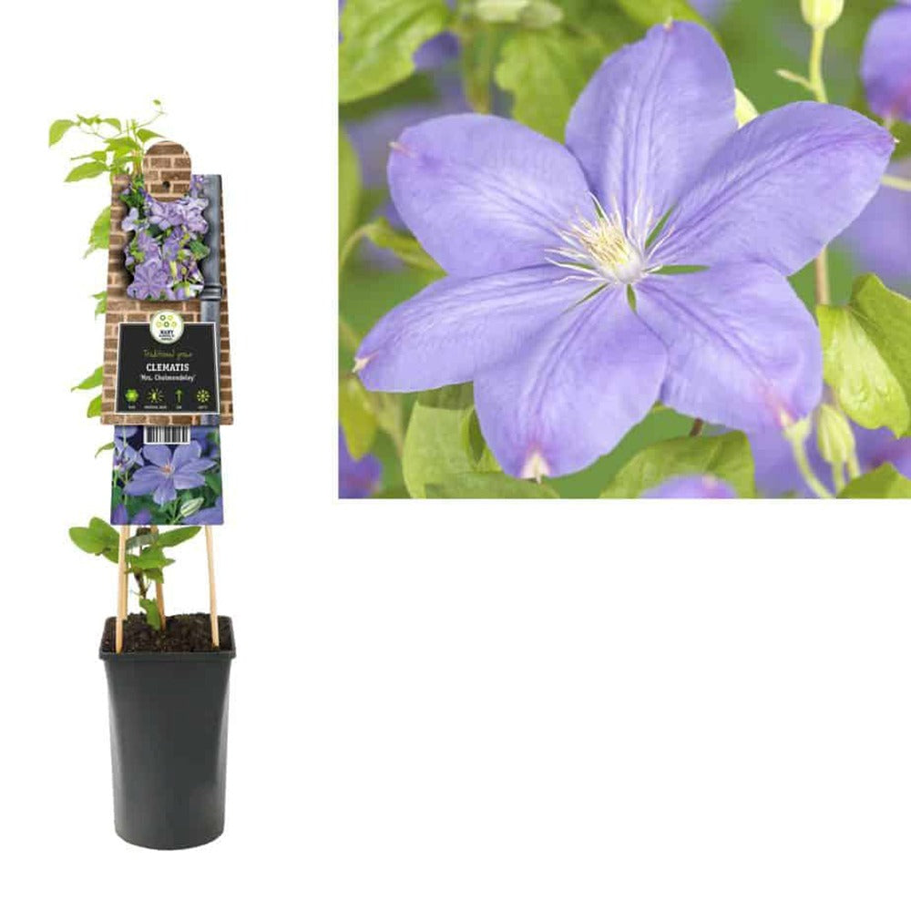 Clematis (Clematita) Mrs Cholmondeley, planta cataratoare cu flori albastre mari, inflorire abundenta vara, crestere rapida