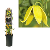 Clematis Tibetana Tanguatica, planta cataratoare cu flori spectaculoase galben in forma de clopot, inflorire abundenta vara