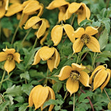 Clematis Tibetana Tanguatica, planta cataratoare cu flori spectaculoase galben in forma de clopot, inflorire abundenta vara