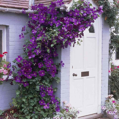 Clematis (Clematita) The President, planta cataratoare cu flori mari violet inchis cu centru deschis, inflorire abundenta vara
