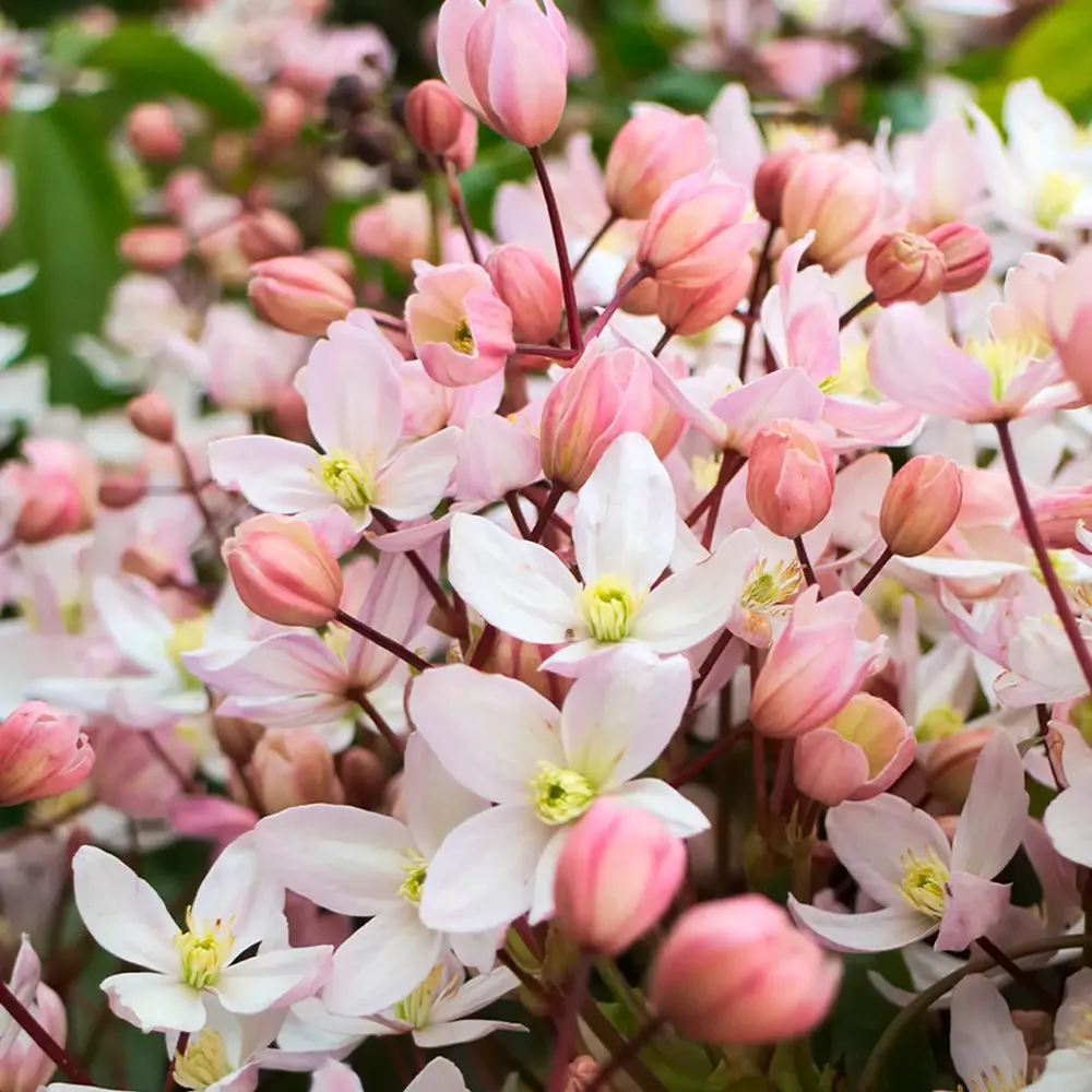 Clematis (Clematita) Armandii Apple Blossom planta cataratoare cu flori mari roz parfumate, semi vesnic verde. inflorire abundenta primavara/vara