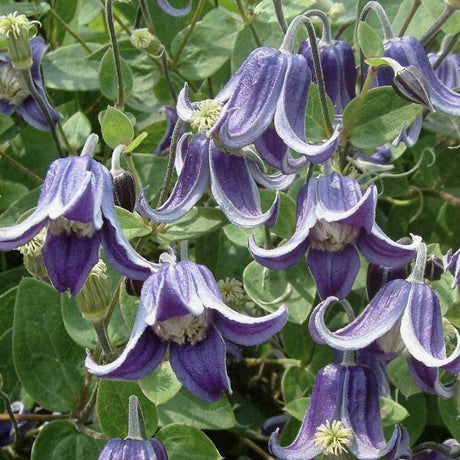 Clematis Fascination, Clematis Fascination, flori albastre in forma de clopot, planta cataratoare rezistenta la frig
