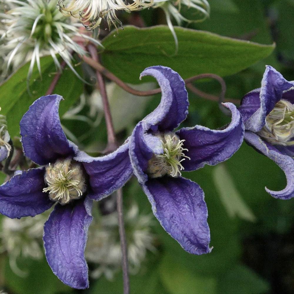Clematis Fascination, Clematis Fascination, flori albastre in forma de clopot, planta cataratoare rezistenta la frig