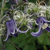 Clematis Fascination, Clematis Fascination, flori albastre in forma de clopot, planta cataratoare rezistenta la frig
