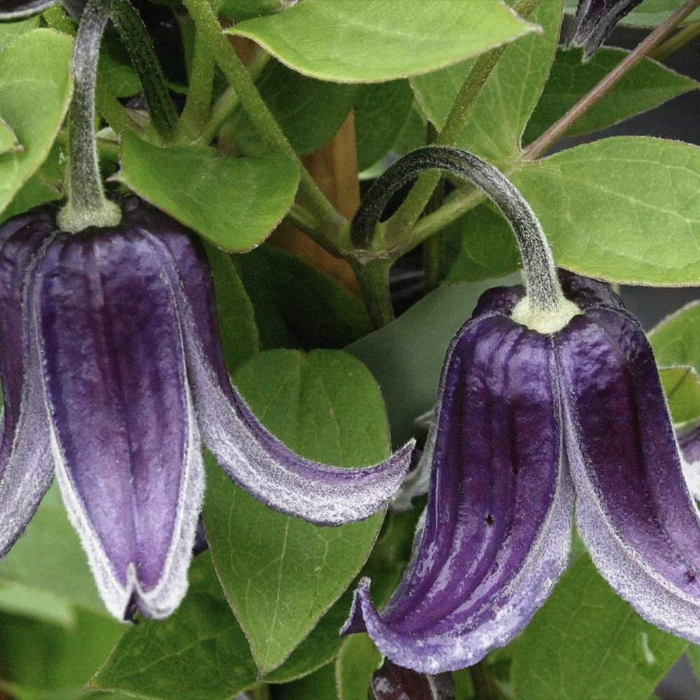 Clematis Fascination, Clematis Fascination, flori albastre in forma de clopot, planta cataratoare rezistenta la frig