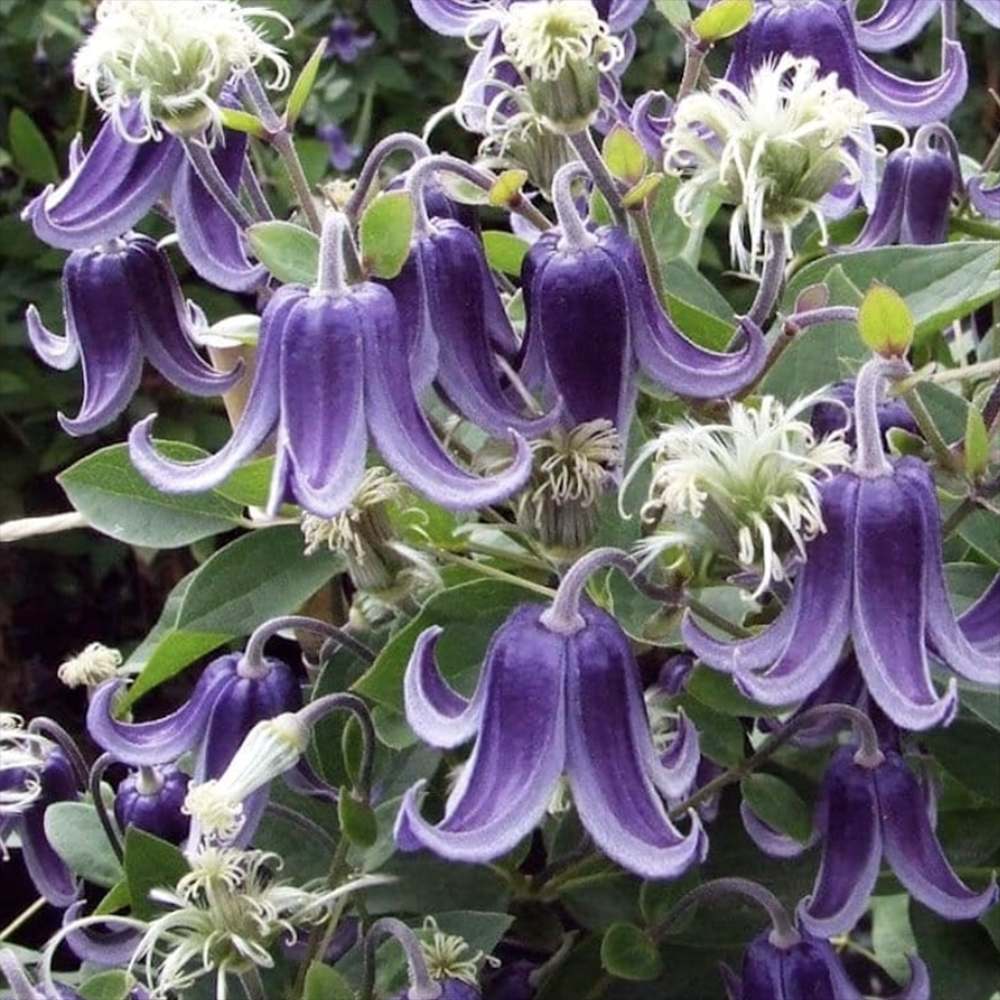 Clematis Fascination, Clematis Fascination, flori albastre in forma de clopot, planta cataratoare rezistenta la frig